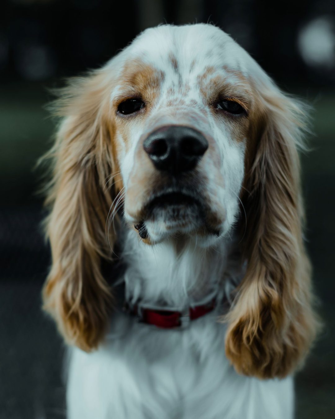 Fotografía artística de mascotas