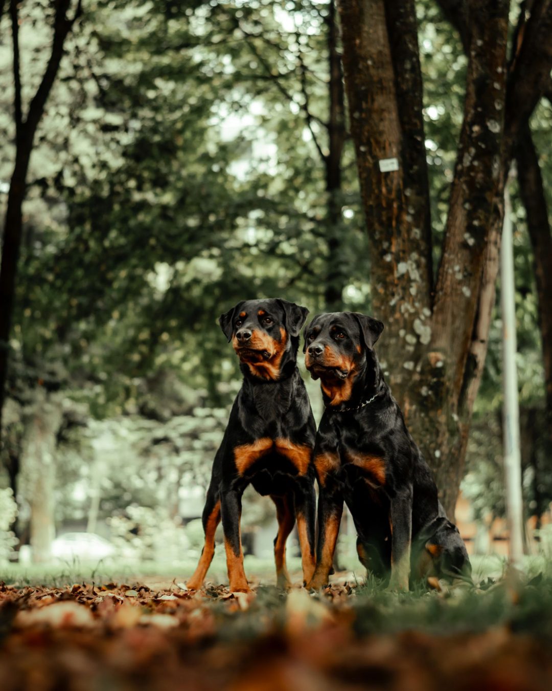 Fotografía artística de mascotas