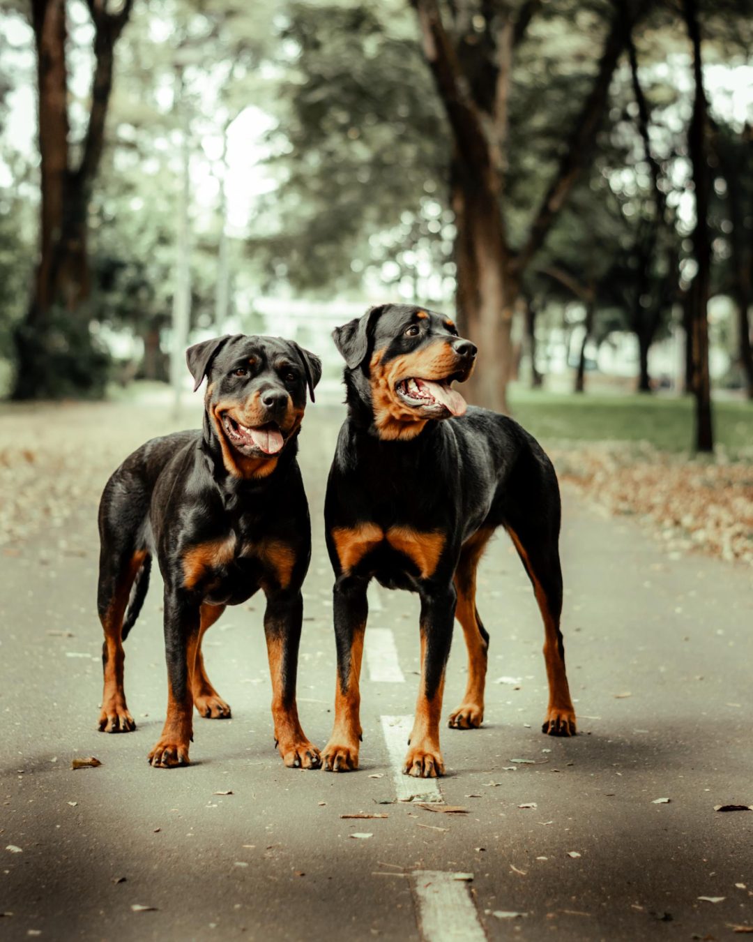 FOTOGRAFIA ARTISTICA DE MASCOTAS