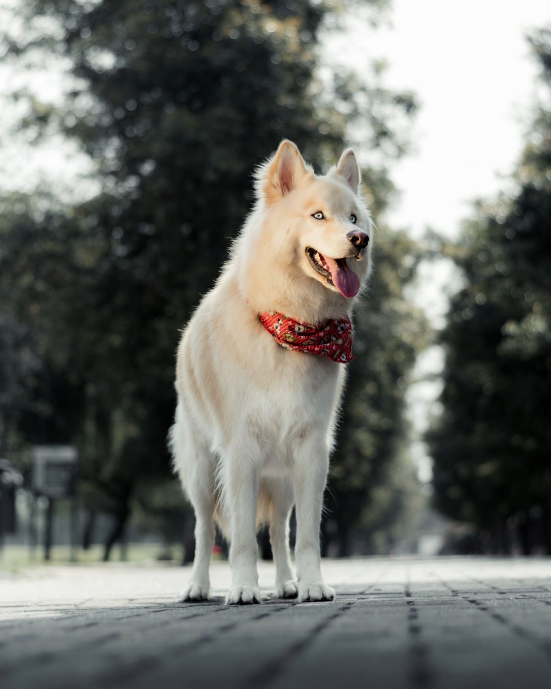 Fotografía artística de mascotas