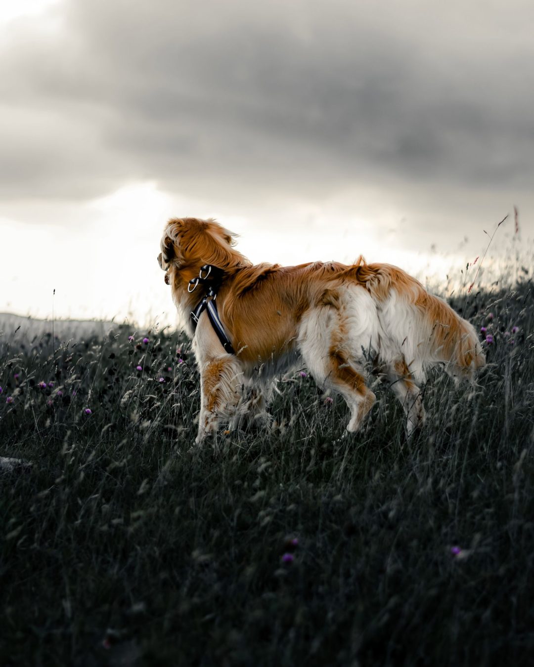 FOTOGRAFIA ARTISTICA DE MASCOTAS