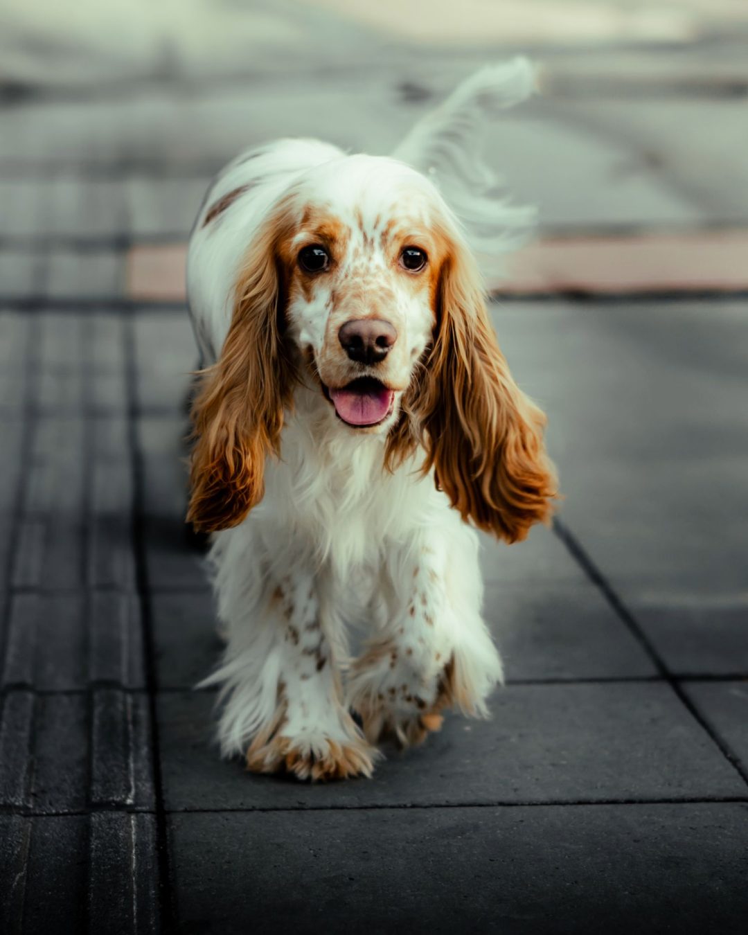 Fotografía artística de mascotas